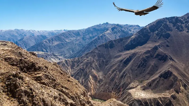 COLCA CANYON, Travel to Arequipa