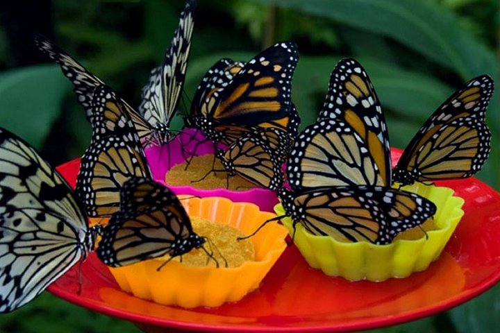 Discover the Pilpintuwasi Butterfly Farm