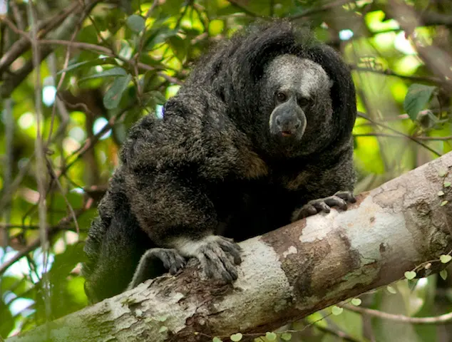 Explore the Allpahuayo-Mishana National Reserve