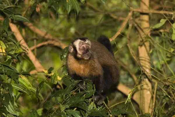 Wildlife and Biodiversity of manu
