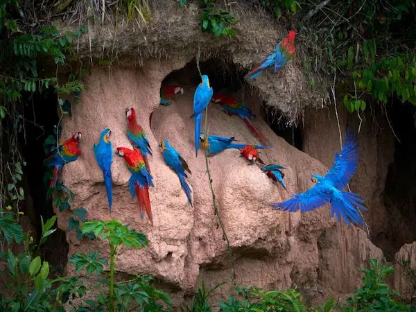 Jungle Adventures: Colorful Macaws at the Clay Lick in the Amazon