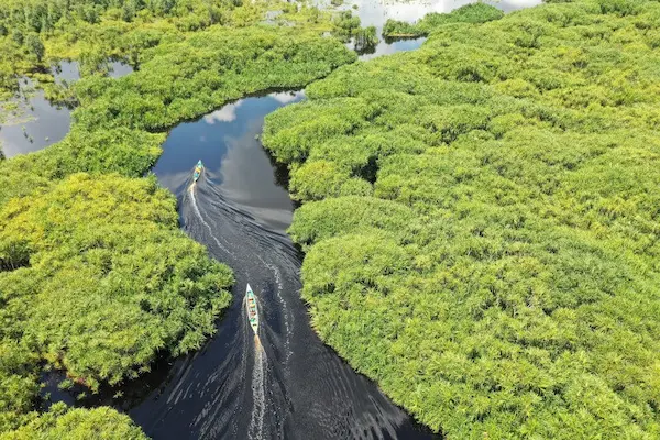 Jungle Adventures: Aerial View of the Amazon Wetlands