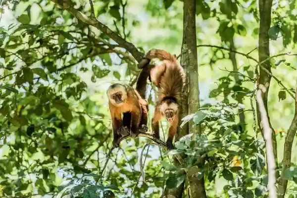 tambopata