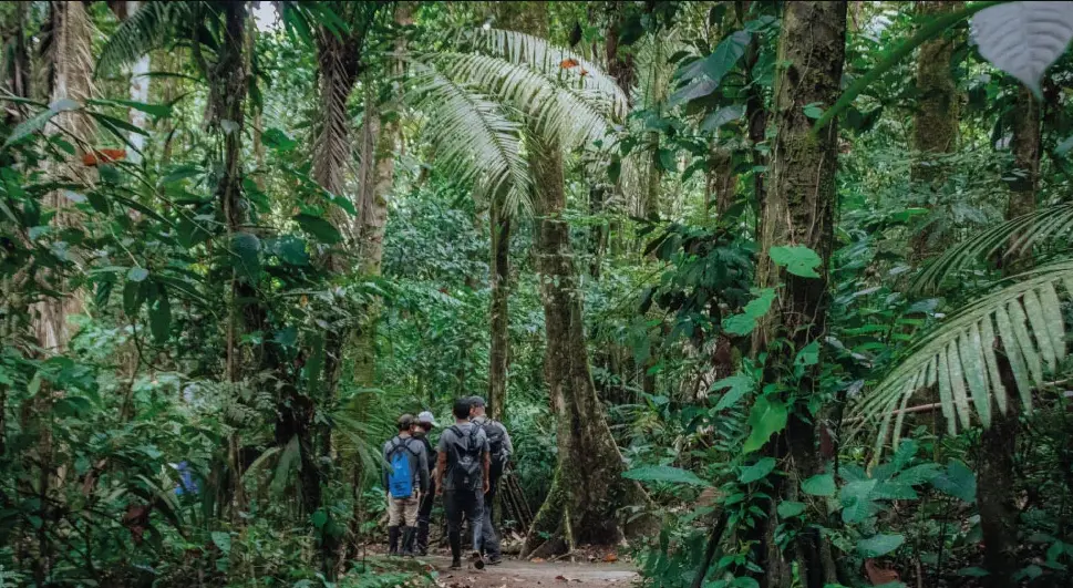 amazon rainforest