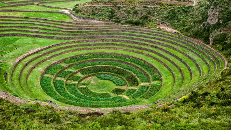 moray