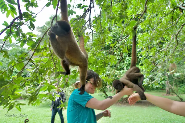 Monkey Island (Iquitos)