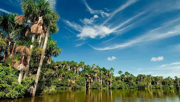 Tambopata Palm Forest (Madre de Dios)