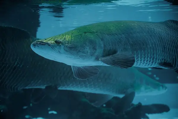 biggest fish in Amazon Paiche symbol of Amazon biodiversity conservation