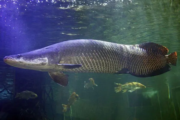 biggest fish in Amazon Paiche swimming in Amazon River Peru