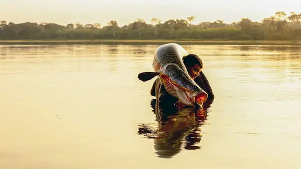Amazon giant fish Paiche ancient evolutionary freshwater species