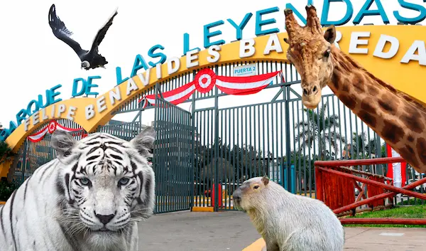 Parque de las Leyendas Lima jaguar condor wildlife park