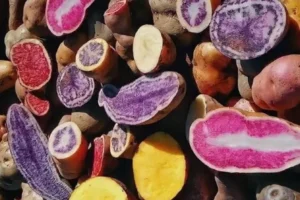 Peruvian potatoes Guide complete