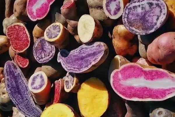 Peruvian potatoes Guide complete